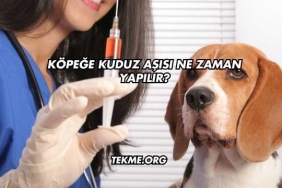 Köpeğe Kuduz Aşısı Ne Zaman Yapılır?