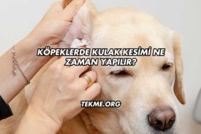 Köpeklerde Kulak Kesimi Ne Zaman Yapılır?