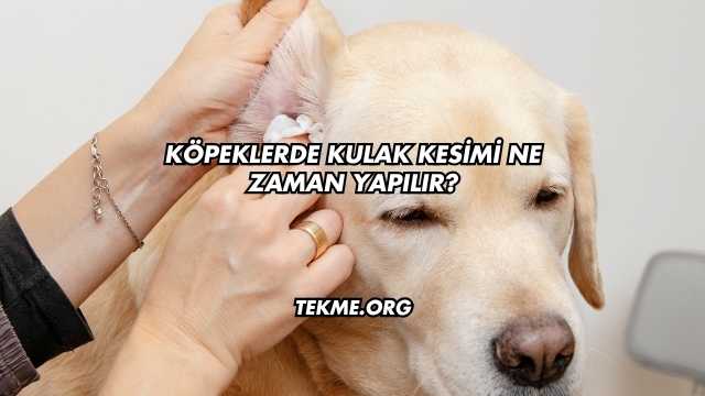 Köpeklerde Kulak Kesimi Ne Zaman Yapılır?