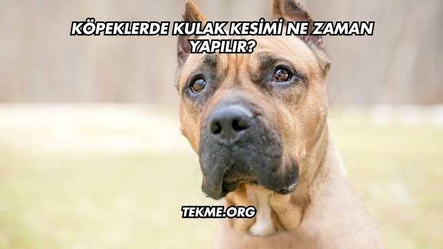Köpeklerde Kulak Kesimi Ne Zaman Yapılır?