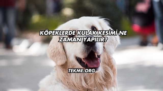 Köpeklerde Kulak Kesimi Ne Zaman Yapılır?