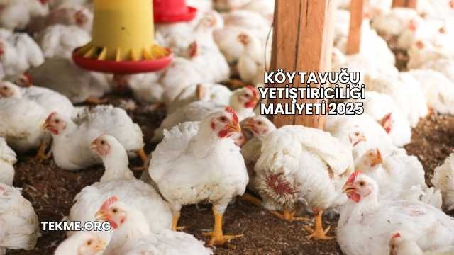 Köy Tavuğu Yetiştiriciliği Maliyeti 2025