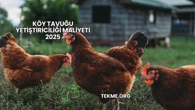 Köy Tavuğu Yetiştiriciliği Maliyeti 2025