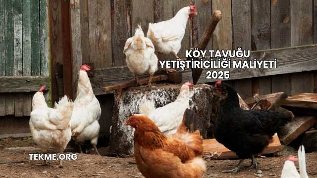 Köy Tavuğu Yetiştiriciliği Maliyeti 2025