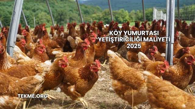 Köy Yumurtası Yetiştiriciliği Maliyeti 2025