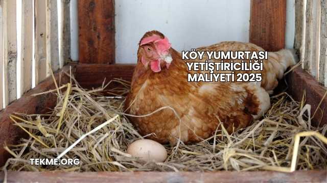 Köy Yumurtası Yetiştiriciliği Maliyeti 2025