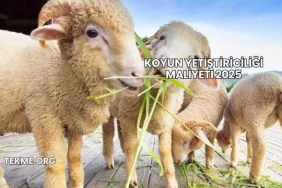 Koyun Yetiştiriciliği Maliyeti 2025