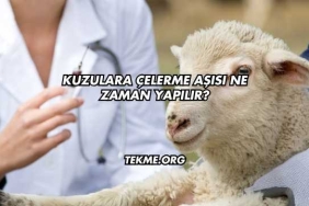 Kuzulara Çelerme Aşısı Ne Zaman Yapılır?