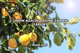 Limon Ağacına Aşı Ne Zaman Yapılır?
