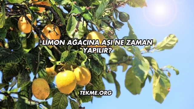 Limon Ağacına Aşı Ne Zaman Yapılır?