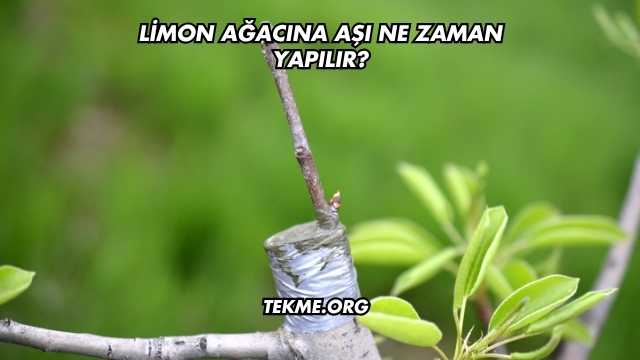 Limon Ağacına Aşı Ne Zaman Yapılır?