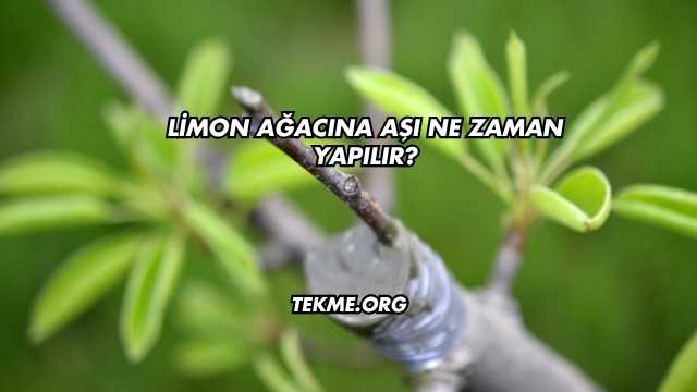 Limon Ağacına Aşı Ne Zaman Yapılır?