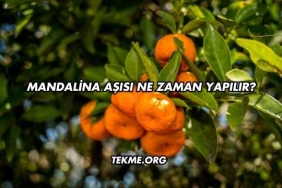 Mandalina Aşısı Ne Zaman Yapılır?