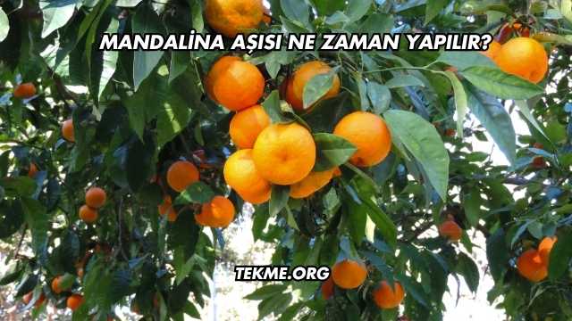 Mandalina Aşısı Ne Zaman Yapılır?