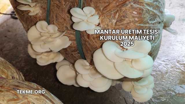 Mantar Üretim Tesisi Kurulum Maliyeti 2025