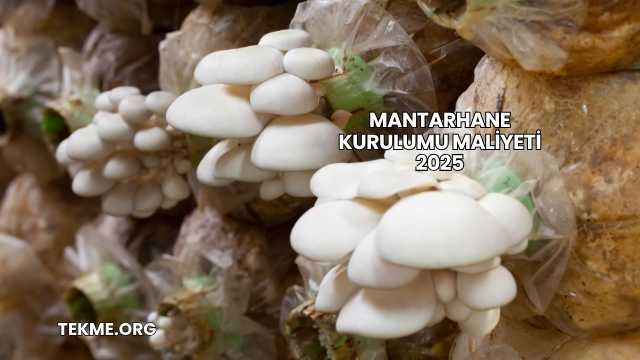Mantarhane Kurulumu Maliyeti 2025