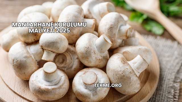 Mantarhane Kurulumu Maliyeti 2025