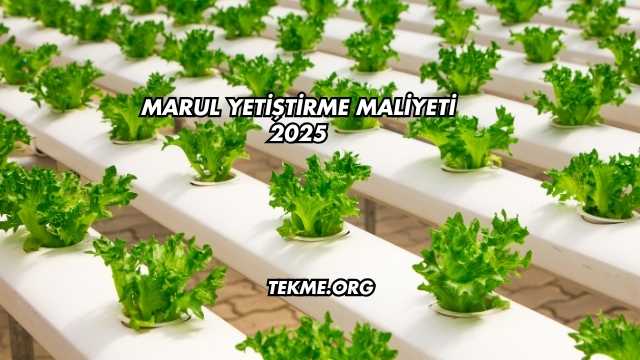 Marul Yetiştirme Maliyeti 2025