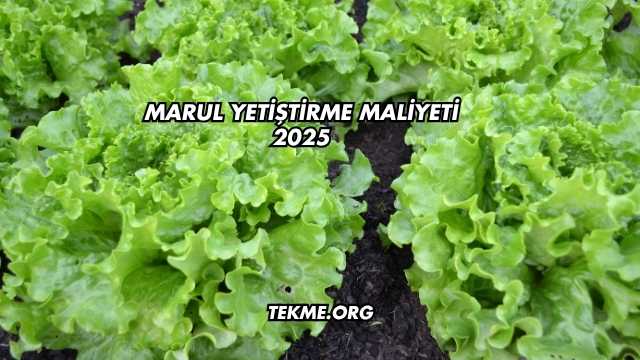 Marul Yetiştirme Maliyeti 2025