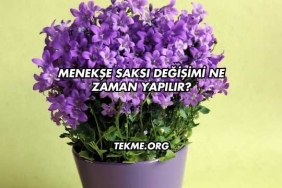 Menekşe Saksı Değişimi Ne Zaman Yapılır?