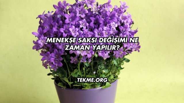 Menekşe Saksı Değişimi Ne Zaman Yapılır?