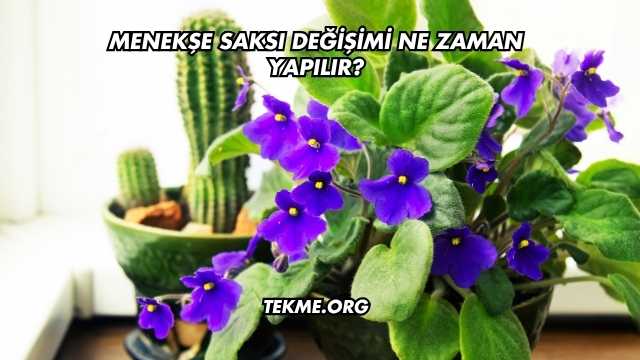 Menekşe Saksı Değişimi Ne Zaman Yapılır?