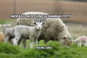 Merasız Koyunculuk Maliyeti 2025