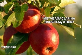 Meyve Ağaçlarına Hangi İlaç Atılır?