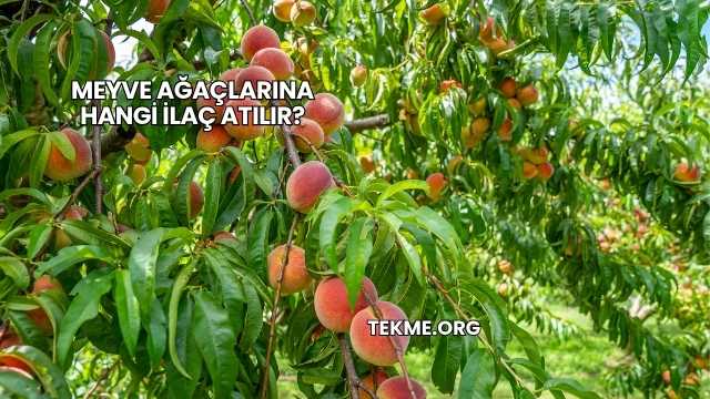 Meyve Ağaçlarına Hangi İlaç Atılır?