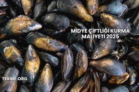 Midye Çiftliği Kurma Maliyeti 2025