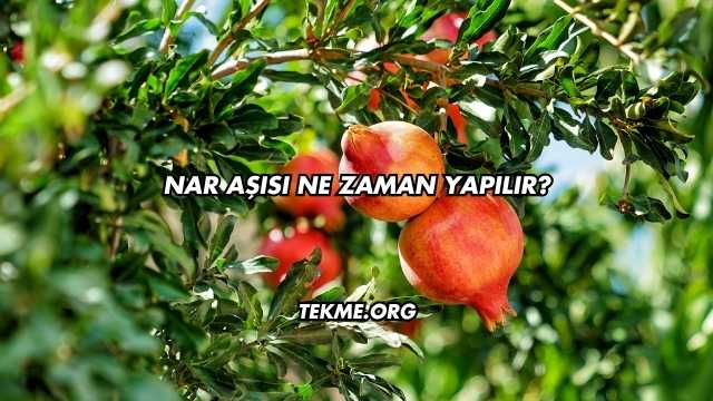 Nar Aşısı Ne Zaman Yapılır?