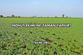Nohut Ekimi Ne Zaman Yapılır?