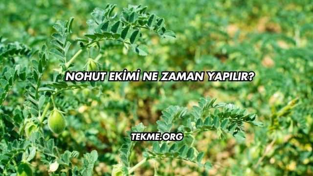 Nohut Ekimi Ne Zaman Yapılır?