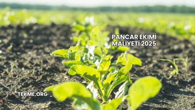 Pancar Ekimi Maliyeti 2025