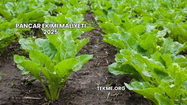 Pancar Ekimi Maliyeti 2025