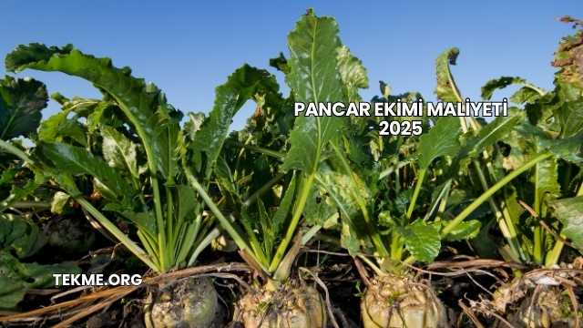 Pancar Ekimi Maliyeti 2025