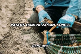 Patates Ekimi Ne Zaman Yapılır?