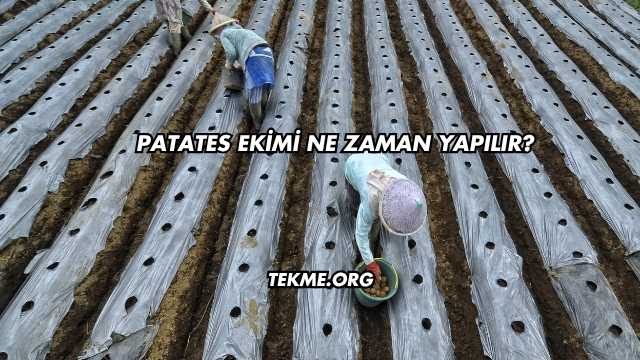 Patates Ekimi Ne Zaman Yapılır?