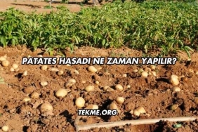 Patates Hasadı Ne Zaman Yapılır?