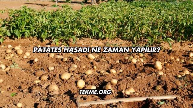 Patates Hasadı Ne Zaman Yapılır?