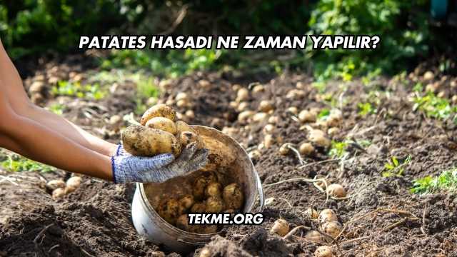 Patates Hasadı Ne Zaman Yapılır?
