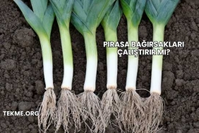 Pırasa Bağırsakları Çalıştırır mı?