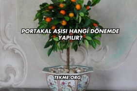 Portakal Aşısı Hangi Dönemde Yapılır