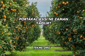 Portakal Aşısı Ne Zaman Yapılır?