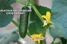 Salatalık Bağırsakları Çalıştırır mı?