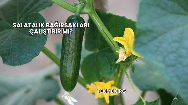 Salatalık Bağırsakları Çalıştırır mı?