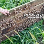 Salyangoz Çiftliği Maliyeti 2025