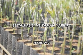 Şeftali Aşısı Ne Zaman Yapılır?