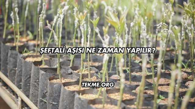 Şeftali Aşısı Ne Zaman Yapılır?