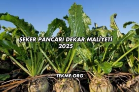 Şeker Pancarı Dekar Maliyeti 2025